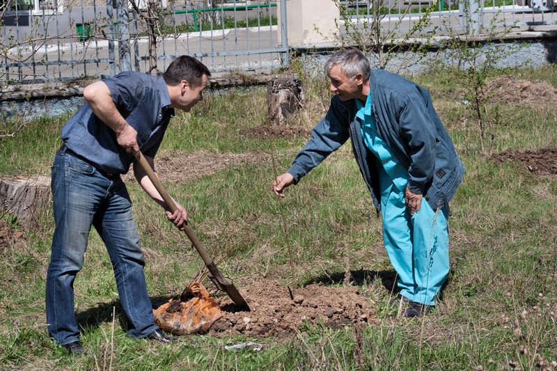 Через несколько лет маленькие саженцы превратятся в липовую рощу