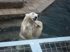 Белых медведей посетители кормили чипсами, булками, яблоками. Фото: Ирина Ошуркова