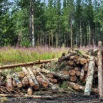 Фото: Вадим Аминов, "ВК"