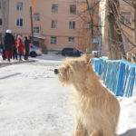 И даже бездомный пес пришел "поддержать" Богдана Фото: Александр Сударев, "Вечерний Краснотурьинск"